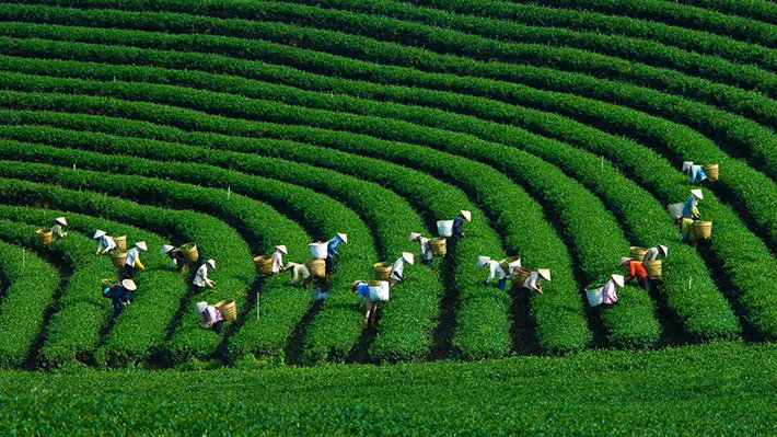 ivivu-tour-mien-bac-6n5d-sai-gon-moc-chau-son-la-sapa-doi-che