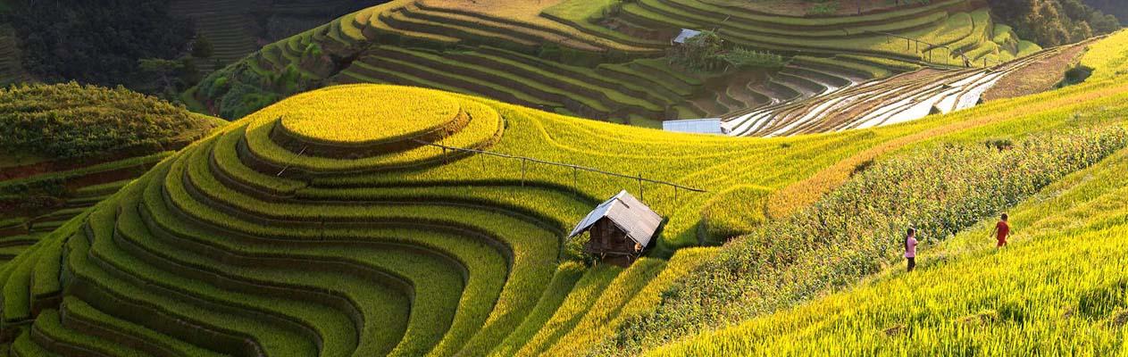 mu-cang-chai-mua-lua-chin-avitour-1